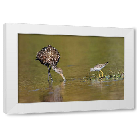 Limpkin and Lesser yellowlegs feeding Myakka River State Park-Florida White Modern Wood Framed Art Print by Jones, Adam
