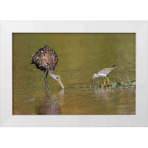 Limpkin and Lesser yellowlegs feeding Myakka River State Park-Florida White Modern Wood Framed Art Print by Jones, Adam