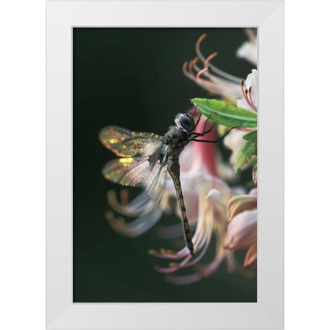 Georgia, Close-up of dragonfly Backlit on Azalea White Modern Wood Framed Art Print by Rotenberg, Nancy