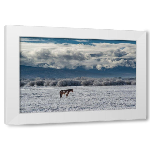 Horse grazing in winter with Bighole Mountains in the distance-Teton Valley-Idaho White Modern Wood Framed Art Print by Garber, Howie