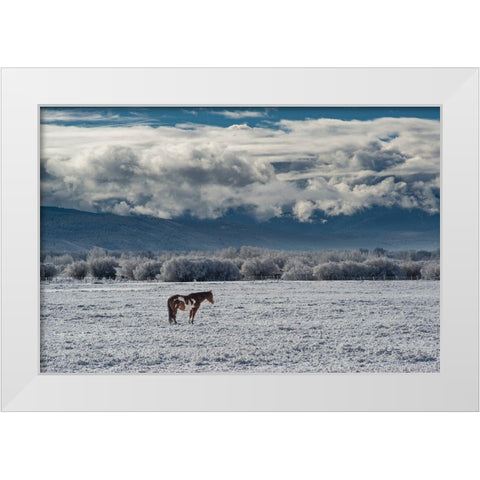 Horse grazing in winter with Bighole Mountains in the distance-Teton Valley-Idaho White Modern Wood Framed Art Print by Garber, Howie