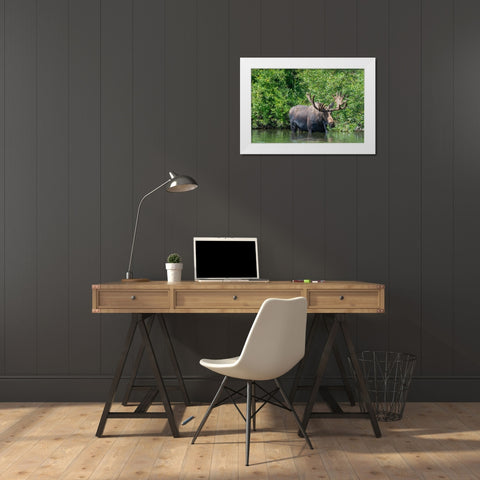 USA-Idaho-Bull Moose in Teton River White Modern Wood Framed Art Print by Garber, Howie