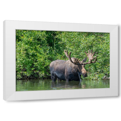 USA-Idaho-Bull Moose in Teton River White Modern Wood Framed Art Print by Garber, Howie