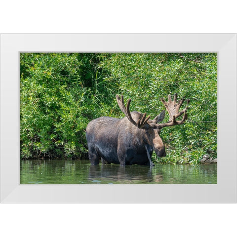 USA-Idaho-Bull Moose in Teton River White Modern Wood Framed Art Print by Garber, Howie