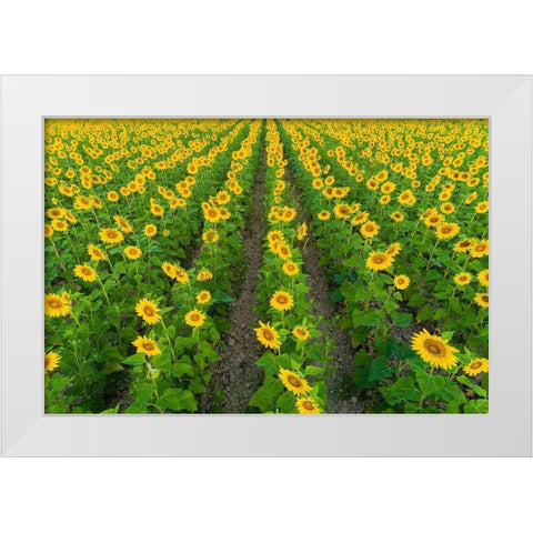 Aerial view of sunflower field Sam Parr State Park-Jasper County-Illinois White Modern Wood Framed Art Print by Day, Richard and Susan