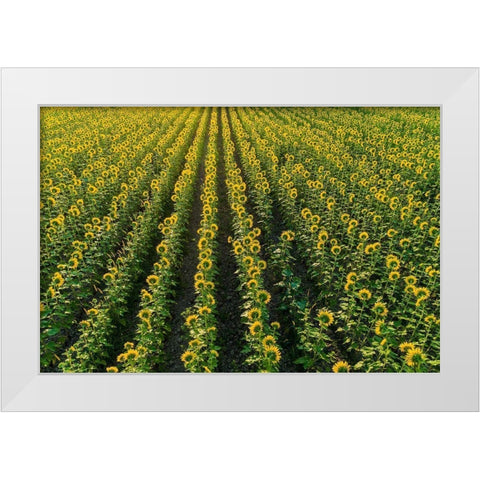 Aerial view of sunflower field Sam Parr State Park-Jasper County-Illinois White Modern Wood Framed Art Print by Day, Richard and Susan