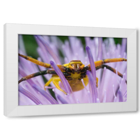 Indiana, River Road Park Yellow crab spider White Modern Wood Framed Art Print by Kelley, David
