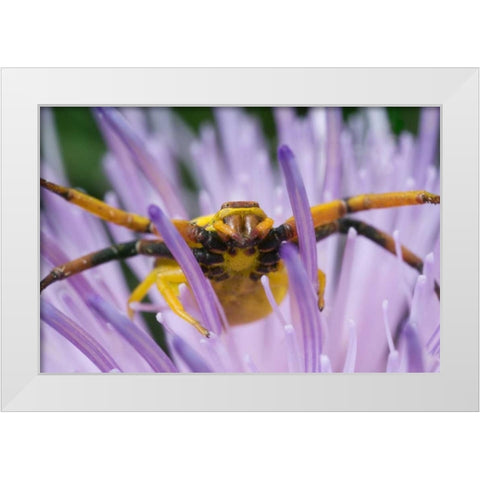 Indiana, River Road Park Yellow crab spider White Modern Wood Framed Art Print by Kelley, David