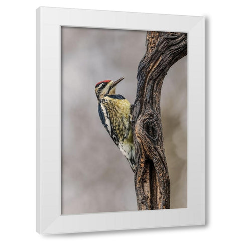 Bird-Yellow-bellied sapsucker in winter-Kentucky White Modern Wood Framed Art Print by Jones, Adam