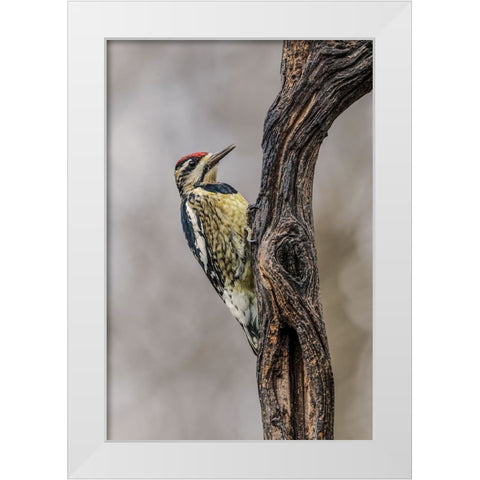 Bird-Yellow-bellied sapsucker in winter-Kentucky White Modern Wood Framed Art Print by Jones, Adam