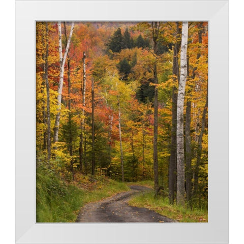 Maine, Bethel Winding lane through autumn trees White Modern Wood Framed Art Print by Kaveney, Wendy