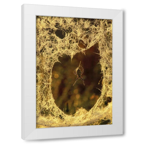 MI, Black-and-yellow argiope spider spinning White Modern Wood Framed Art Print by Carlson, Mark