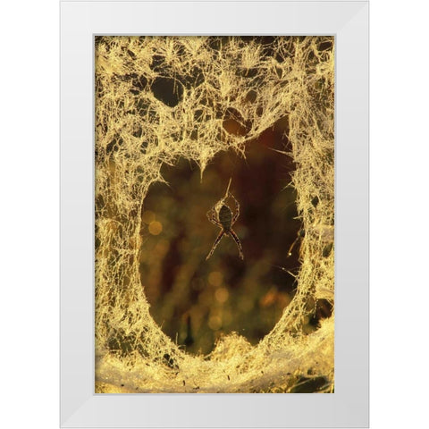MI, Black-and-yellow argiope spider spinning White Modern Wood Framed Art Print by Carlson, Mark