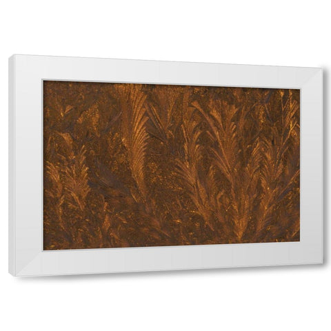 Michigan, Frost patterns on window at sunrise White Modern Wood Framed Art Print by Carlson, Mark