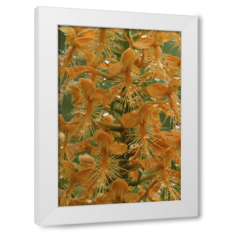 Michigan, Yellow fringed orchid with dew White Modern Wood Framed Art Print by Carlson, Mark