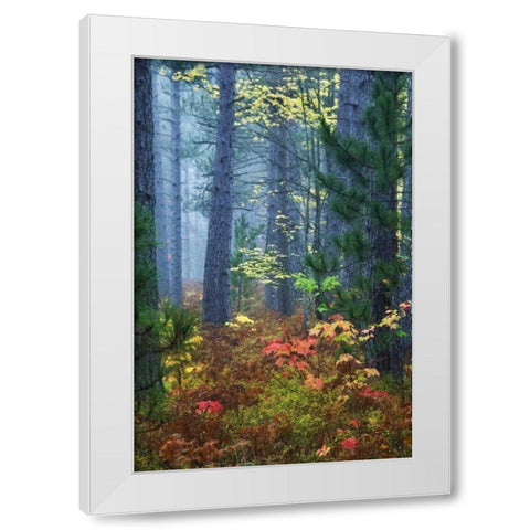 Michigan Fall foliage and pine trees in fog White Modern Wood Framed Art Print by Rotenberg, Nancy