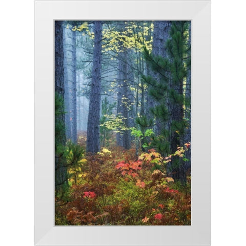 Michigan Fall foliage and pine trees in fog White Modern Wood Framed Art Print by Rotenberg, Nancy