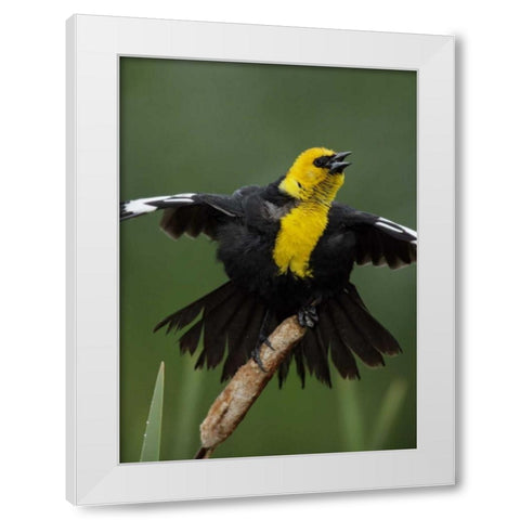 MT, Great Falls Yellow-headed blackbird sings White Modern Wood Framed Art Print by Morris, Arthur