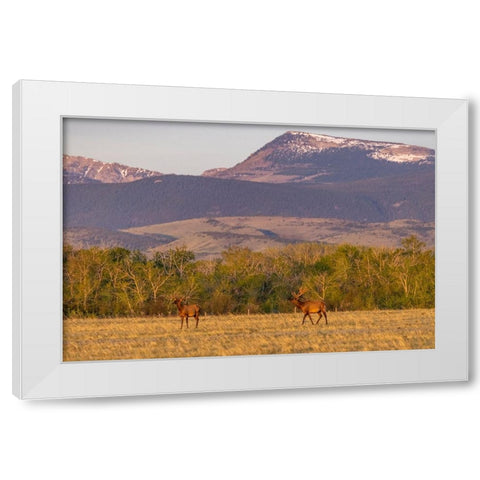 Bull elk in velvet along the Rocky Mountain Front near Choteau-Montana-USA White Modern Wood Framed Art Print by Haney, Chuck