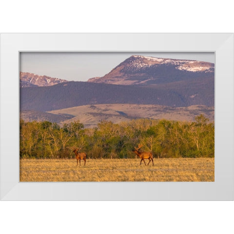 Bull elk in velvet along the Rocky Mountain Front near Choteau-Montana-USA White Modern Wood Framed Art Print by Haney, Chuck