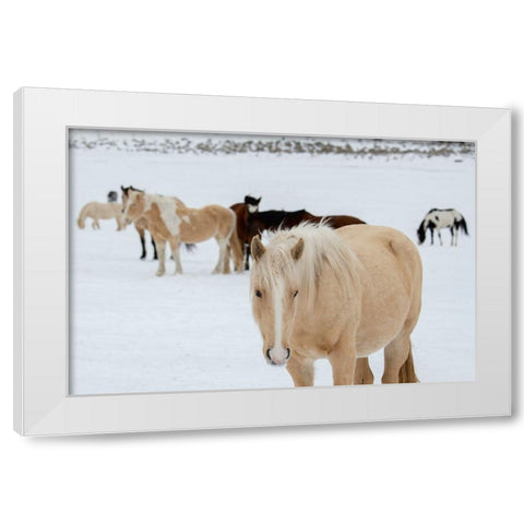 USA-Montana-Gardiner Horses with winter coats in snow White Modern Wood Framed Art Print by Hopkins, Cindy Miller