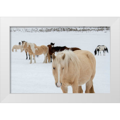 USA-Montana-Gardiner Horses with winter coats in snow White Modern Wood Framed Art Print by Hopkins, Cindy Miller