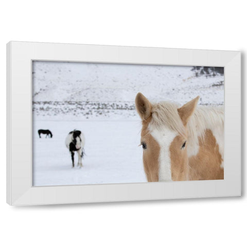 USA-Montana-Gardiner Palomino paint horse with shaggy winter coats in snow White Modern Wood Framed Art Print by Hopkins, Cindy Miller