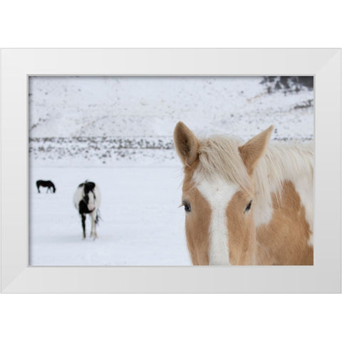 USA-Montana-Gardiner Palomino paint horse with shaggy winter coats in snow White Modern Wood Framed Art Print by Hopkins, Cindy Miller