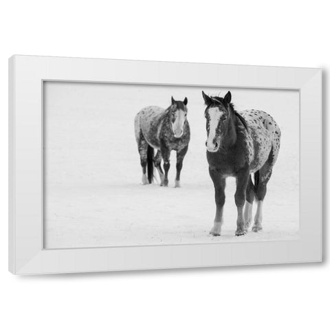 USA-Montana-Gardiner Appaloosa horses in winter snow White Modern Wood Framed Art Print by Hopkins, Cindy Miller