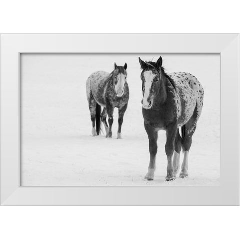 USA-Montana-Gardiner Appaloosa horses in winter snow White Modern Wood Framed Art Print by Hopkins, Cindy Miller