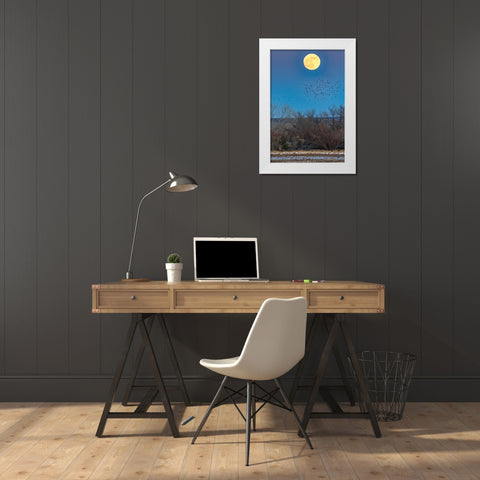 USA-New Mexico-Bosque Del Apache National Wildlife Refuge-Full moon rising and flying blackbirds White Modern Wood Framed Art Print by Jaynes Gallery