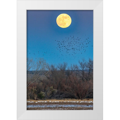USA-New Mexico-Bosque Del Apache National Wildlife Refuge-Full moon rising and flying blackbirds White Modern Wood Framed Art Print by Jaynes Gallery