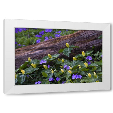 NC, Great Smoky Mts Spring flowers by a log White Modern Wood Framed Art Print by Rotenberg, Nancy