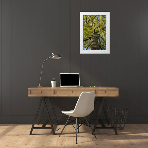 North Carolina Poplar in Joyce Kilmer Forest White Modern Wood Framed Art Print by Paulson, Don