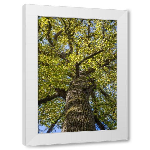 North Carolina Poplar in Joyce Kilmer Forest White Modern Wood Framed Art Print by Paulson, Don
