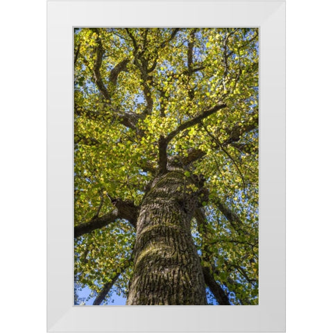 North Carolina Poplar in Joyce Kilmer Forest White Modern Wood Framed Art Print by Paulson, Don