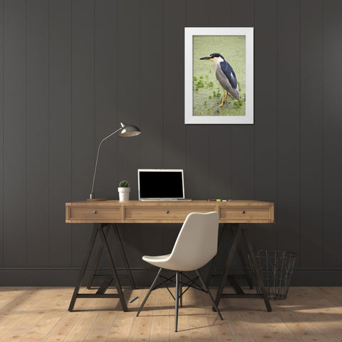 SC, Charleston Black-crowned night heron White Modern Wood Framed Art Print by Flaherty, Dennis