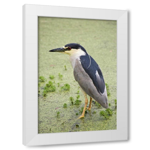 SC, Charleston Black-crowned night heron White Modern Wood Framed Art Print by Flaherty, Dennis