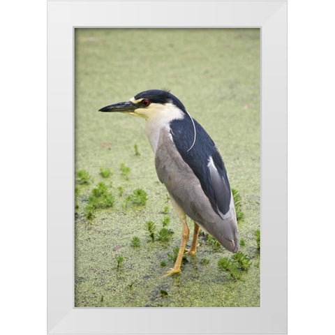 SC, Charleston Black-crowned night heron White Modern Wood Framed Art Print by Flaherty, Dennis