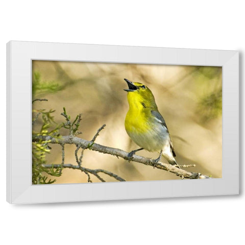 TX, Balcones Canyon Yellow-throated vireo sings White Modern Wood Framed Art Print by Welling, Dave