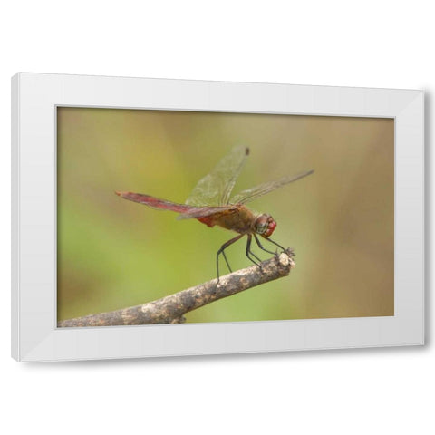 TX, Bentsen Male red-tailed pennant dragonfly White Modern Wood Framed Art Print by Welling, Dave