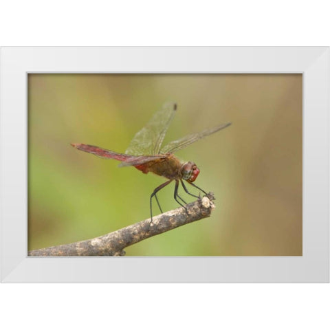 TX, Bentsen Male red-tailed pennant dragonfly White Modern Wood Framed Art Print by Welling, Dave