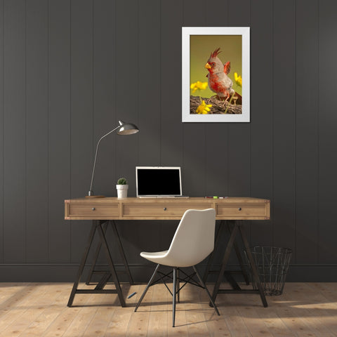 Texas, Hidalgo County Male pyrrhuloxia bird White Modern Wood Framed Art Print by Illg, Cathy and Gordon
