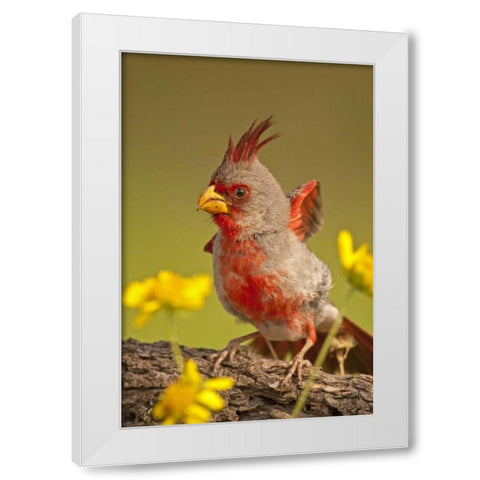 Texas, Hidalgo County Male pyrrhuloxia bird White Modern Wood Framed Art Print by Illg, Cathy and Gordon