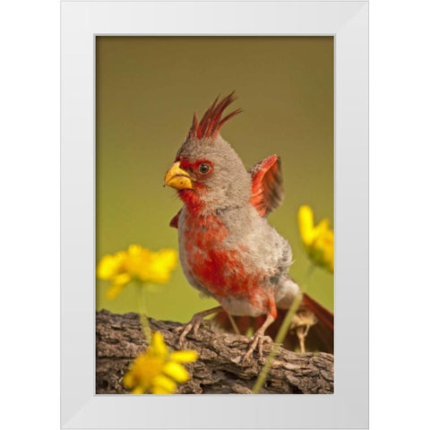 Texas, Hidalgo County Male pyrrhuloxia bird White Modern Wood Framed Art Print by Illg, Cathy and Gordon