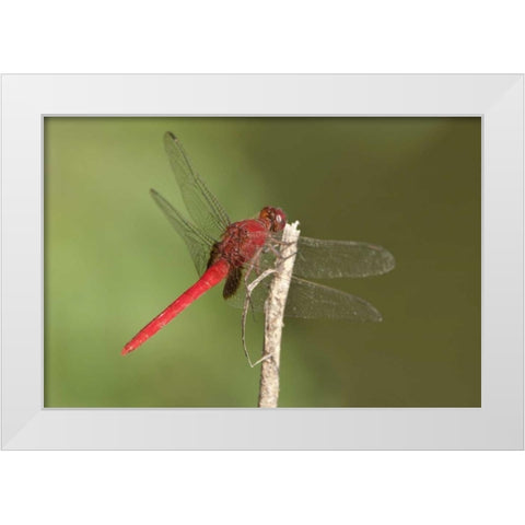 TX, Santa Ana NWR Male claret pondhawk dragonfly White Modern Wood Framed Art Print by Welling, Dave