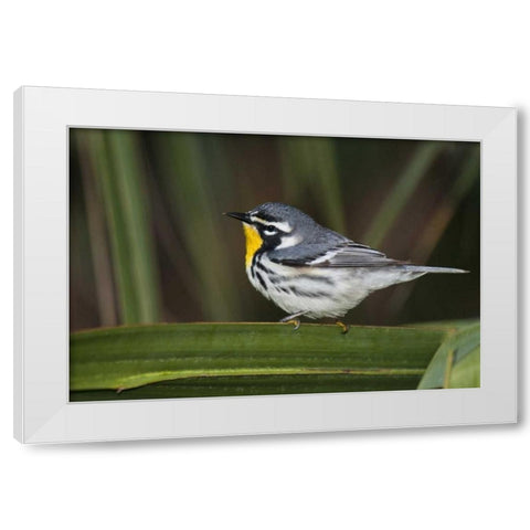 TX, South Padre Isl Male yellow-throated warbler White Modern Wood Framed Art Print by Welling, Dave
