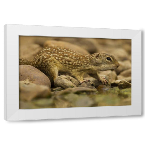 Texas, Hidalgo Mexican ground squirrel drinking White Modern Wood Framed Art Print by Illg, Cathy and Gordon