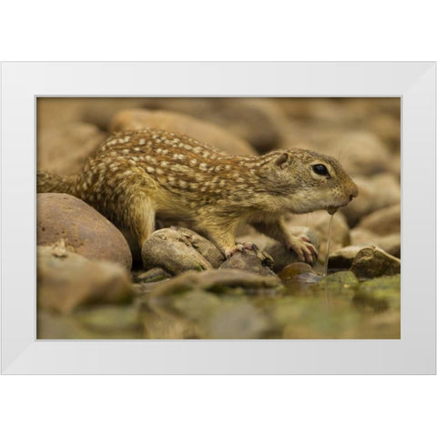 Texas, Hidalgo Mexican ground squirrel drinking White Modern Wood Framed Art Print by Illg, Cathy and Gordon