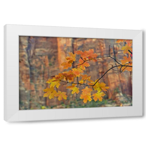 UT, Zion NP Autumn-colored maple leaves White Modern Wood Framed Art Print by Illg, Cathy and Gordon